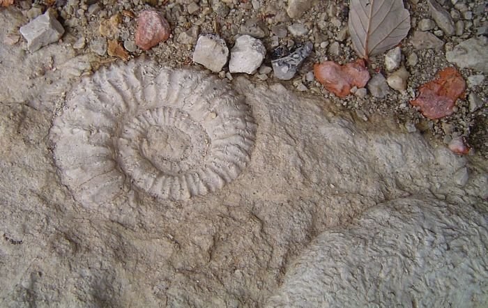 ammonites2_opt