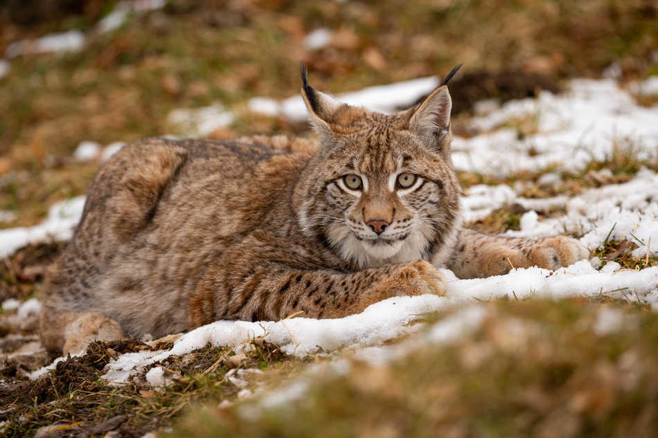 Euroasian lynx face to face in the bavarian national park in eastern germany. European wild cats. Animals in european forests. Lynx lynx.