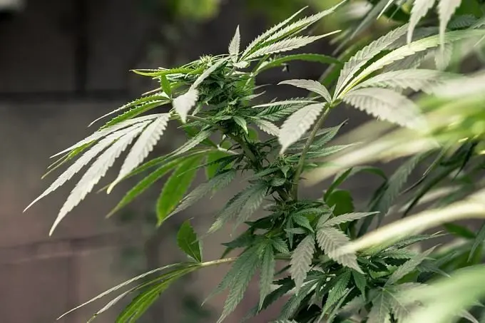 cannabis-1062902_960_720_opt