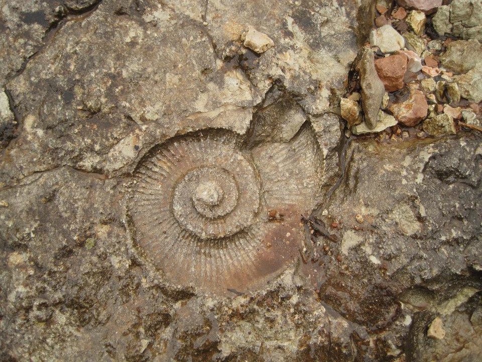 ammonites5