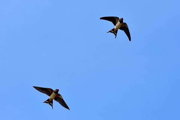 swallows-3850033_960_720_opt