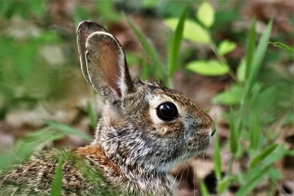 cottontail-rabbit-portrait_opt