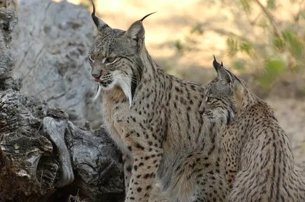 lince_opt