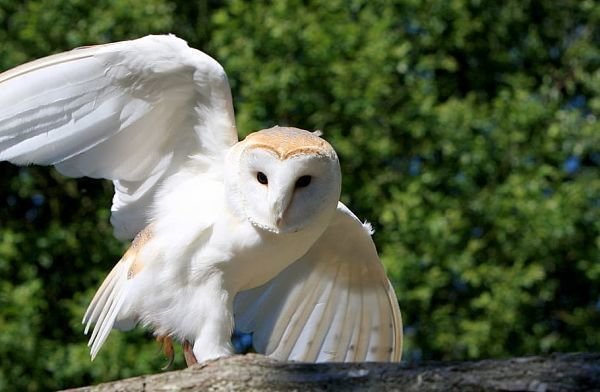 barn-owl-owl-bird-animal_opt