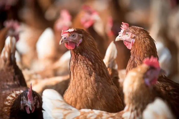 laying-hens-g30bc844f5_1920_opt