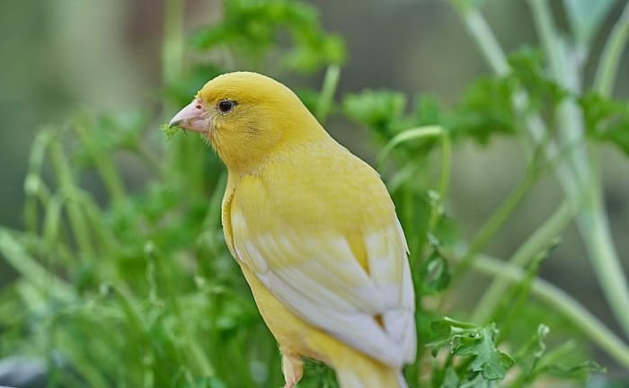 bird-canary-bird-eat-treehouse_opt (1)
