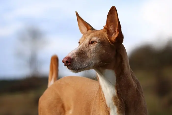 podenco-3250367_1280_opt