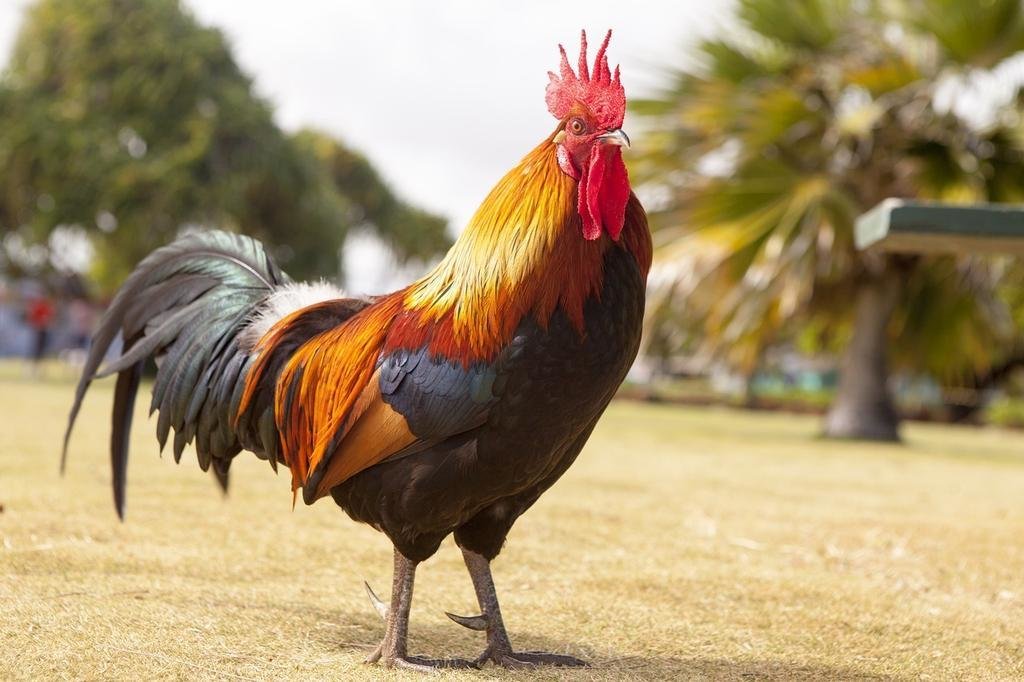 rooster-1867562_1280