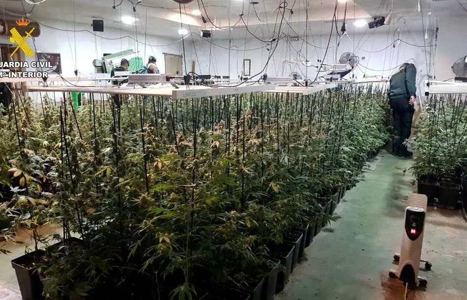 plantaci&oacute;n_marihuana_carlota_cordoba_editada_04 (1)