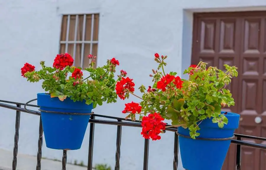Carcabuey-convoca-el-XI-Concurso-de-Embellecimiento-de-Fachadas-Rincones-y-Patios-2026