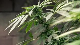 cannabis-1062902_960_720_opt