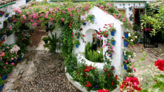 flores
