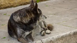 dog-688175_960_720