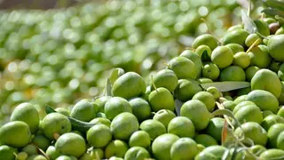 ACEITUNA-DE-MESA-CAIDA-PRODUCCION-ASAJA-SEVILLA-1