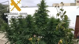 MARIHUANA ENCINAS REALIES_opt