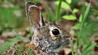 cottontail-rabbit-portrait_opt