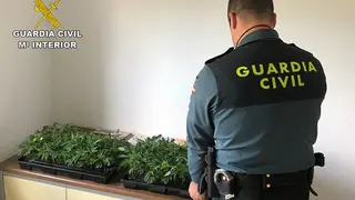 PLANTAS MARIHUANA SANTAELLA_opt
