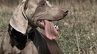 weimaraner-hunting-dog-dog-hunting_opt