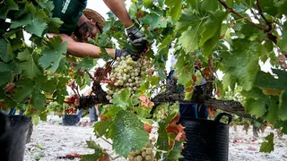 1628679547321viticultorEST_opt
