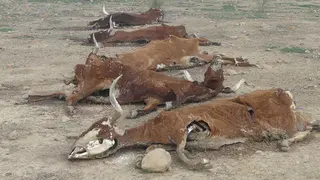 vacas_muertas_belmez_pacma_02-1_opt