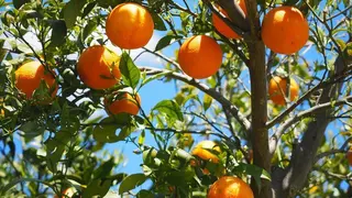 oranges-g0d8f78b87_1920 (1)