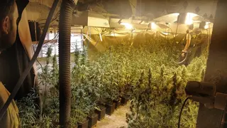 PLANTACI&Oacute;N ESPEJO (1)