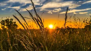 wheat-g2cc7c59b1_1920-760x470 (1)