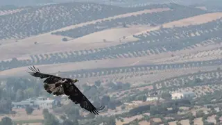 Aguila 3 (1)