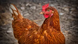 chicken-gaabdd81b9_1280