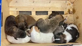 FOTO RESCATE CACHORROS 2