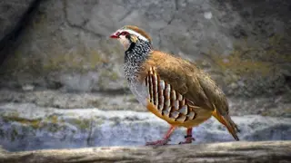 animal-4262778_1280 (1)