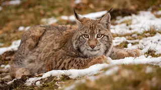 Euroasian lynx face to face in the bavarian national park in eastern germany. European wild cats. Animals in european forests. Lynx lynx.