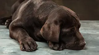 A portrait of a black Labrador dog taken against a black backdrop at studio.