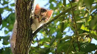 kessa-cat-1647775_1280 (1)