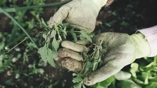 5827444-gardening-2518377 (1)