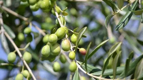 olives-886880_960_720