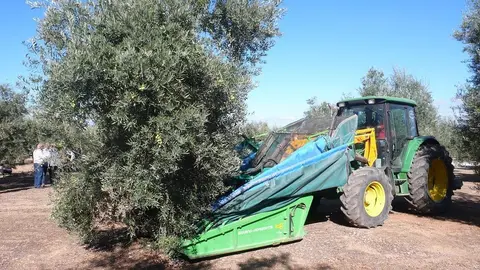 olive-332665_960_720