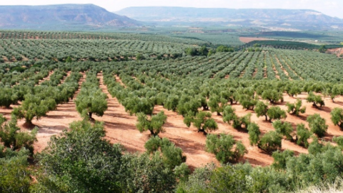 olivares