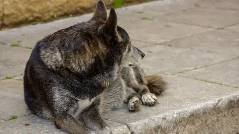 dog-688175_960_720
