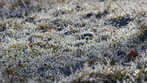 campo helado_opt