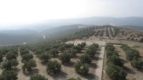 olivos_torreparedones