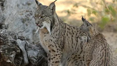 lince_opt