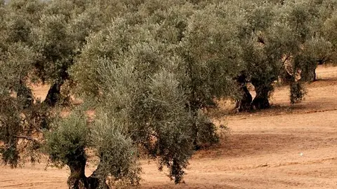 OLIVOS, VERDEO Y RECOGIDA MECANICA DE ACEITUNAS.