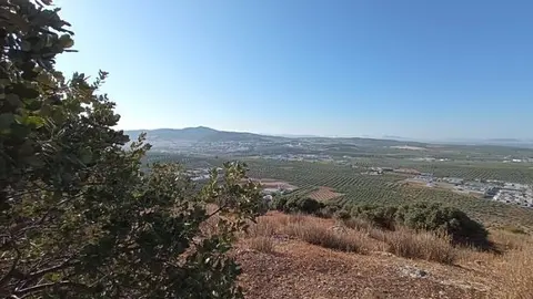 38515075_opt