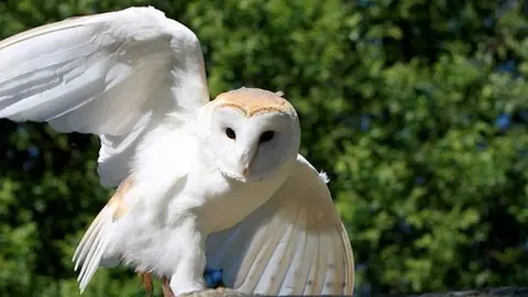 barn-owl-owl-bird-animal_opt