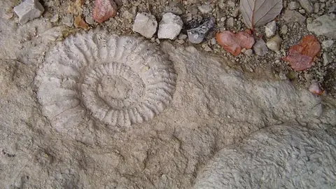 ammonites2_opt