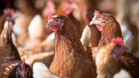 laying-hens-g30bc844f5_1920_opt