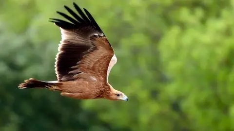 220626_Aguila imperial ib&eacute;rica-1