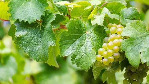 riesling-1567409_1280