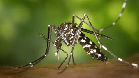 1683027862230mosquitoEst
